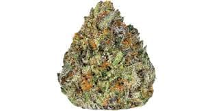 PEARL PHARMA - Jack 2 - 1g - Flower 