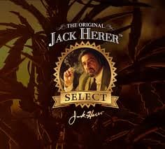 JACK HERER - Papaya Punch Infused 6pk - 3.5g - Preroll