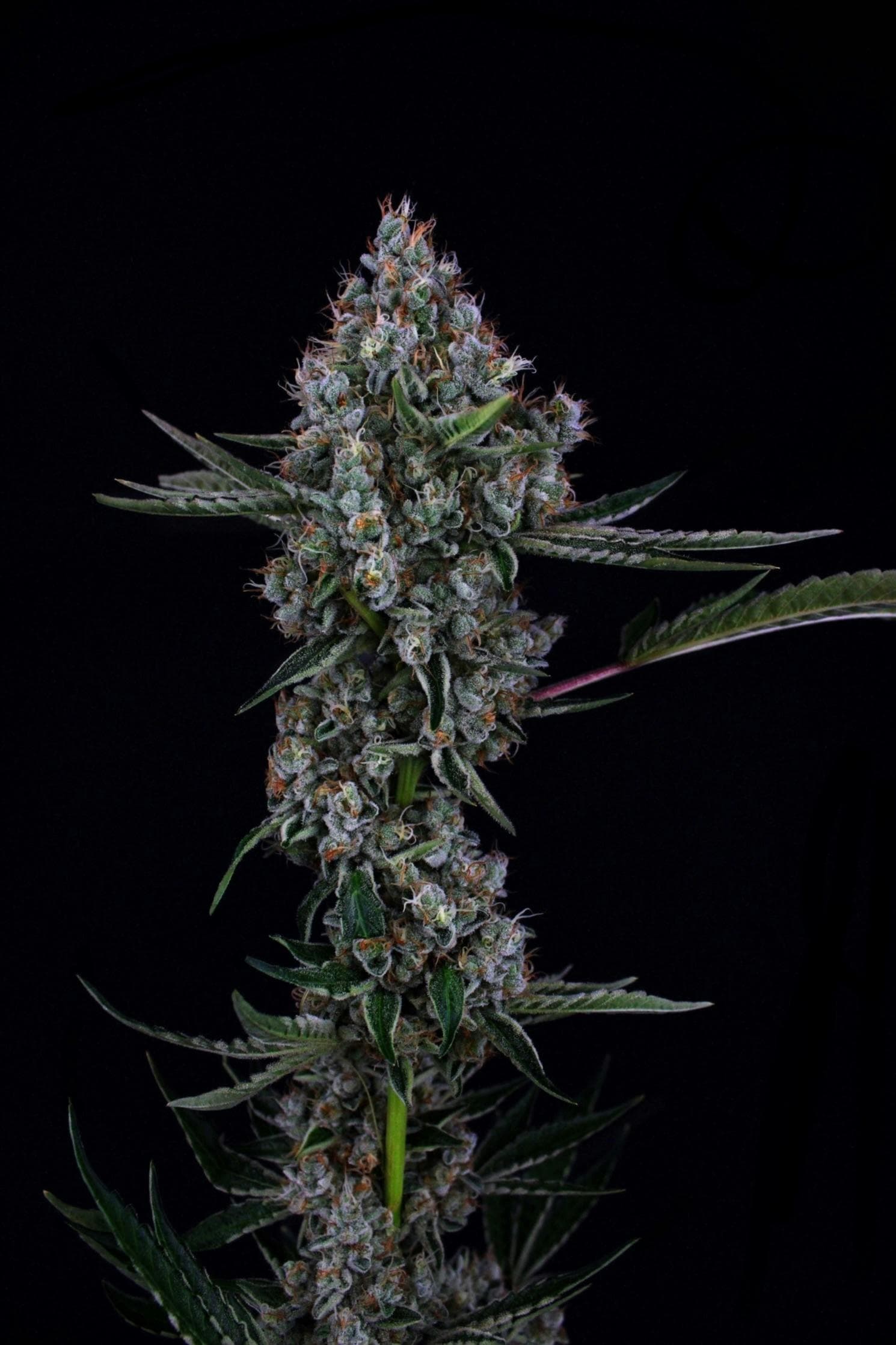 3C FARMS - Illuminati OG - 3.5g - Flower