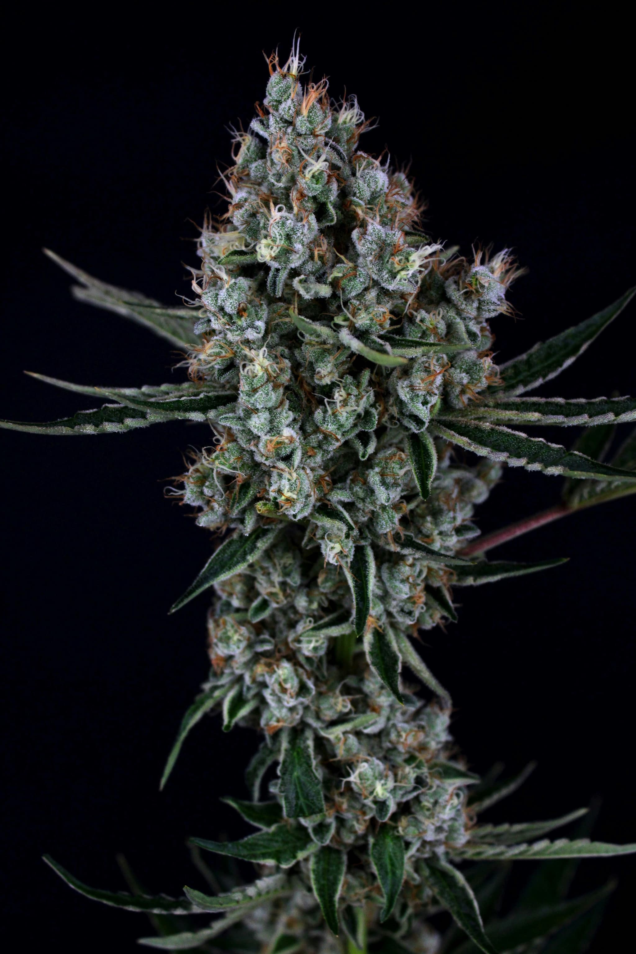 3C FARMS - Illuminati OG - 3.5g - Flower