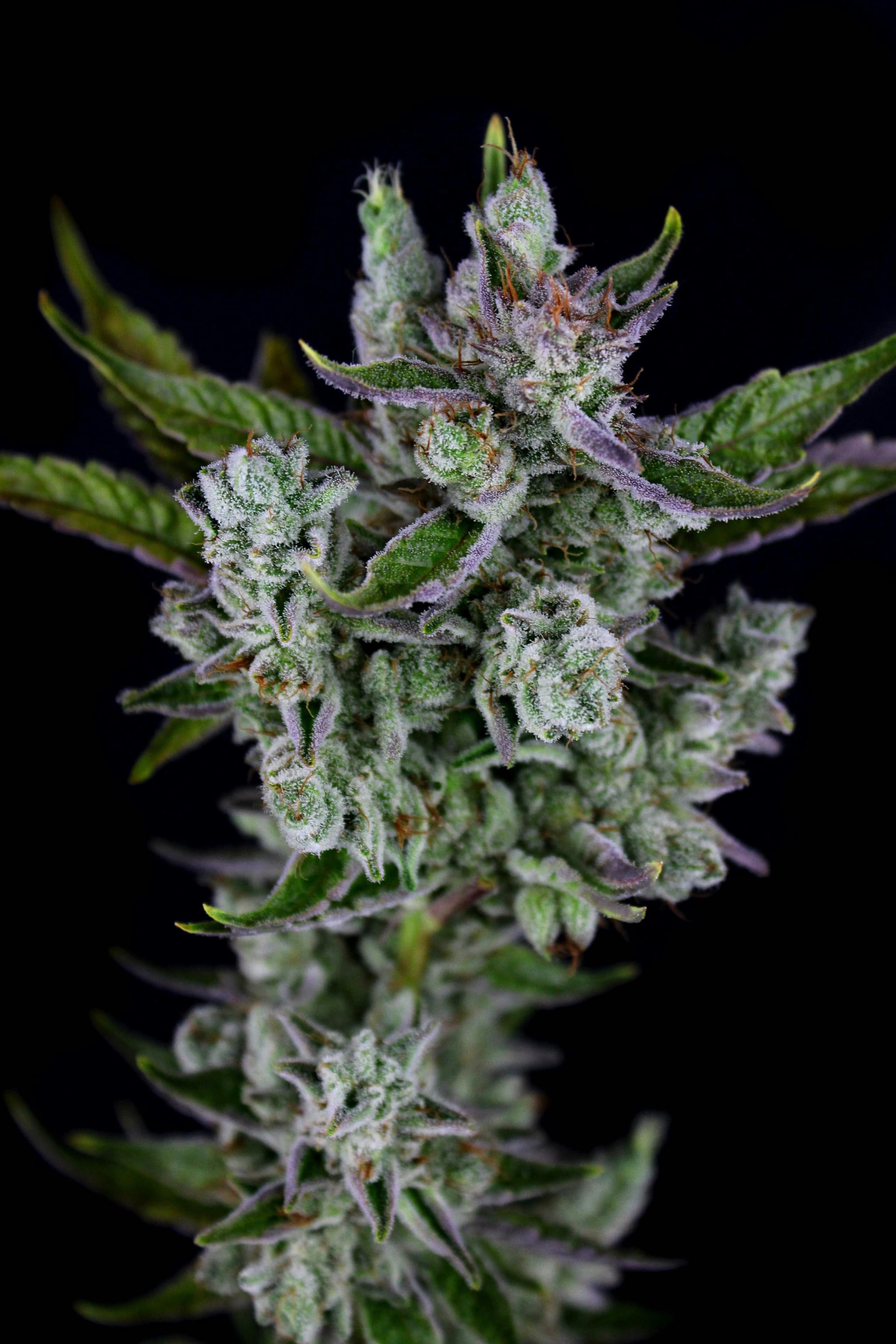 3C FARMS - Sasquatch Sap - 3.5g - Flower