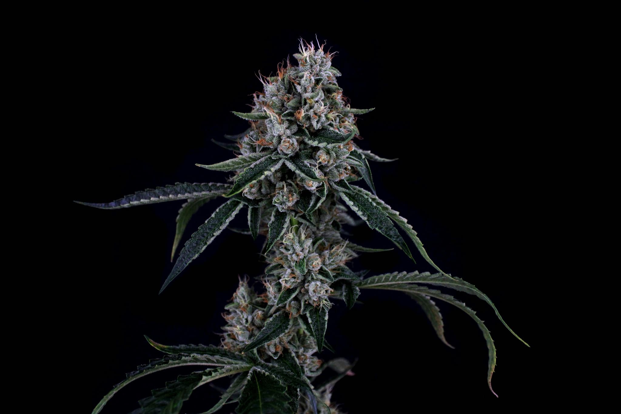 3C FARMS - Crystal Skull OG - 3.5g - Flower