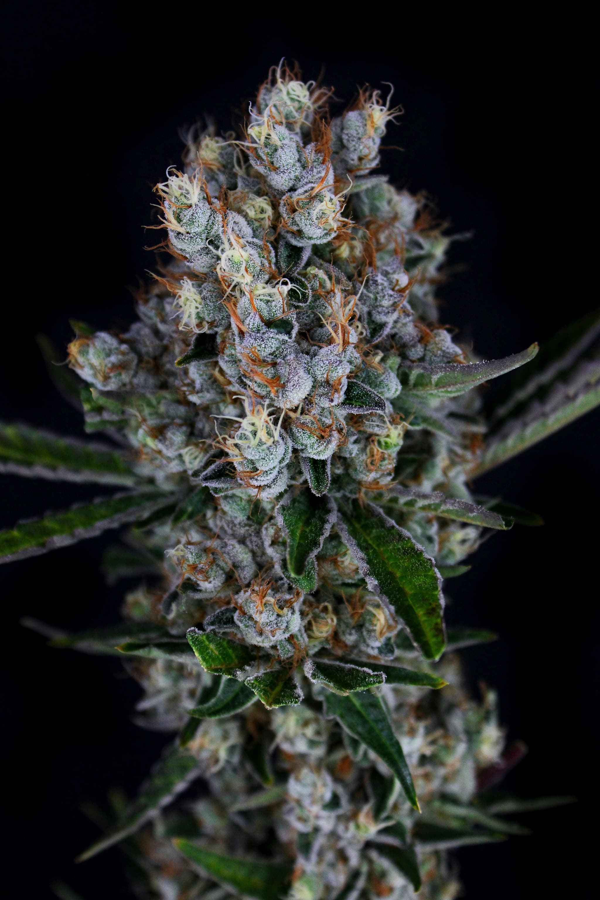 3C FARMS - Anunnaki OG - 3.5g - Flower