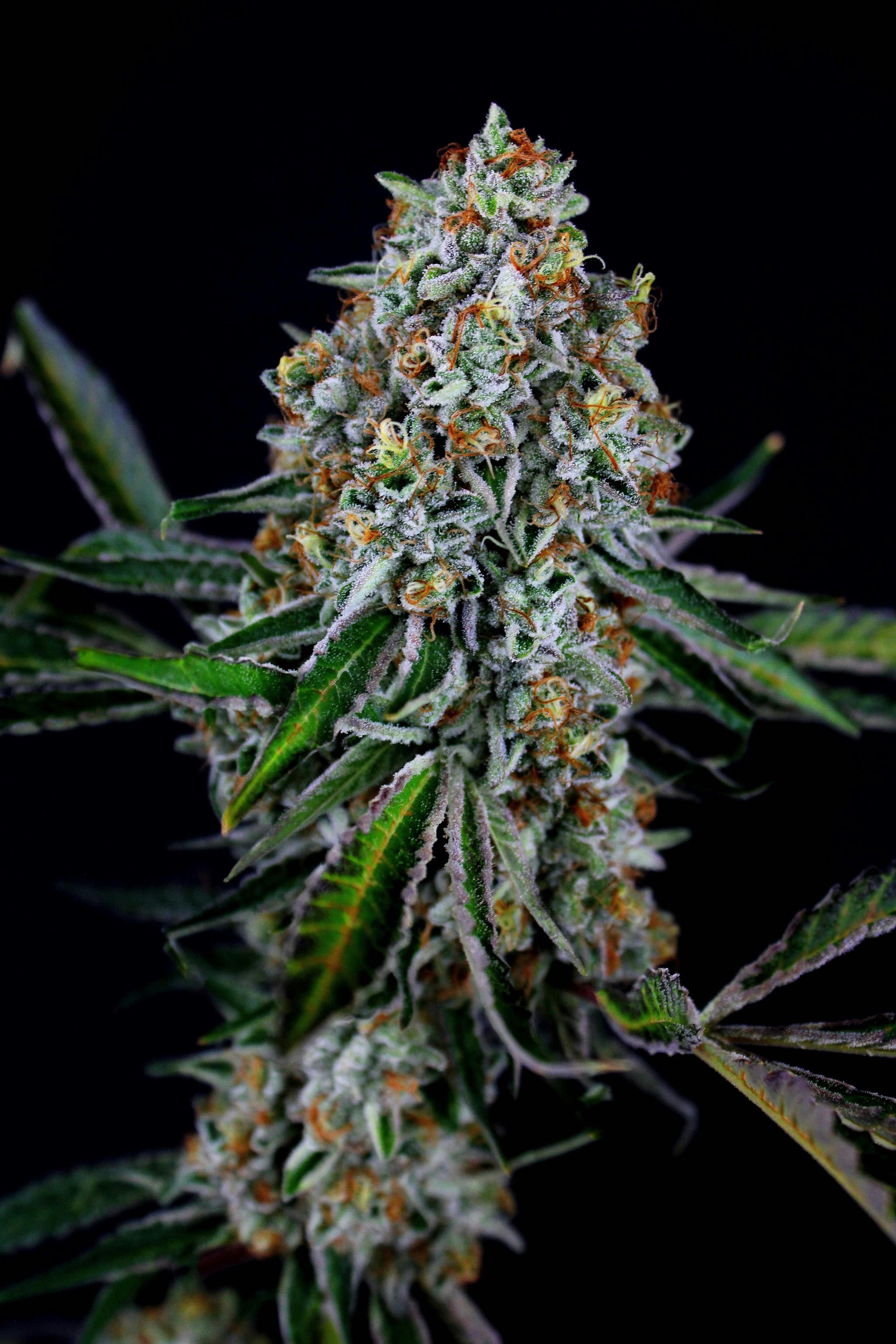 3C FARMS - Tahoe OG - 1g - Preroll