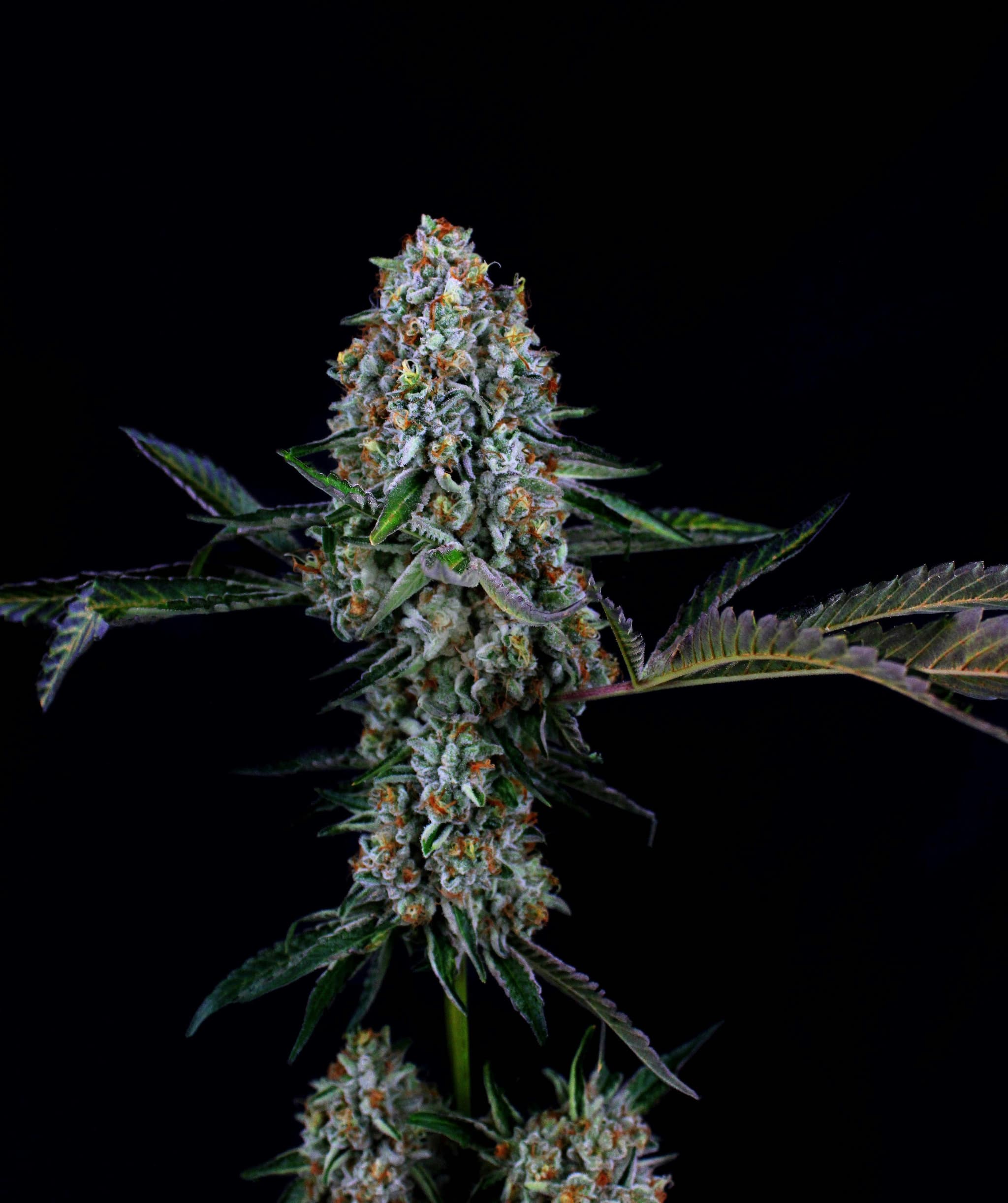 3C FARMS - Tahoe OG - 1g - Preroll