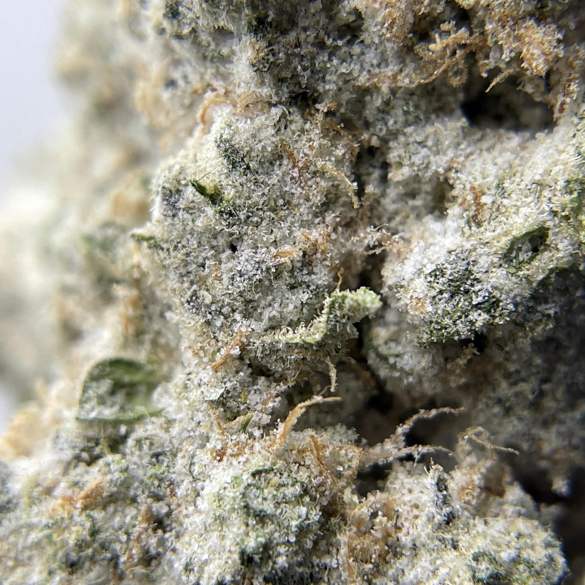 BLACK PEARL - Cereal Milk Diamond Coated - 3.5g - Flower