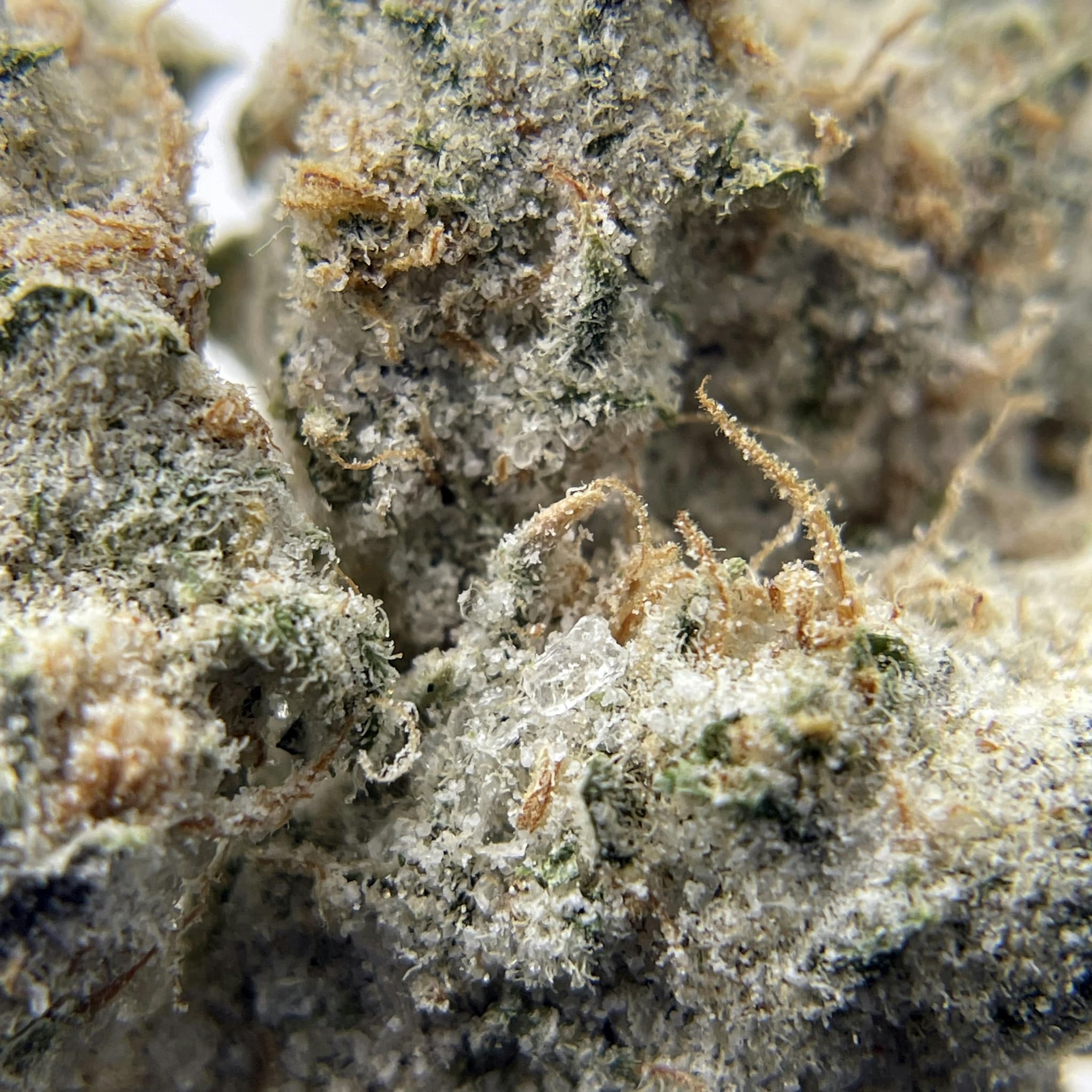 BLACK PEARL - Cereal Milk Diamond Coated - 3.5g - Flower